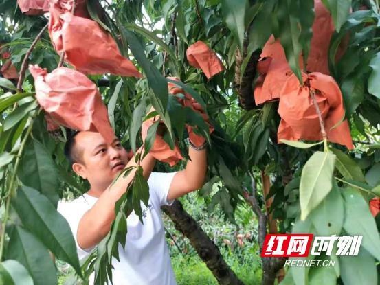 乡村振兴“邮力量”丨株洲邮政助力炎陵黄桃开辟销售新路径