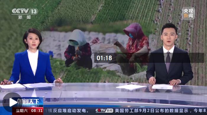 新疆 在希望的田野上 伊犁河谷7万多亩蔬菜迎丰收