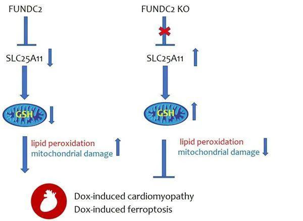 研究发现线粒体外膜蛋白FUNDC2介导阿霉素引起铁死亡和心肌损伤机制