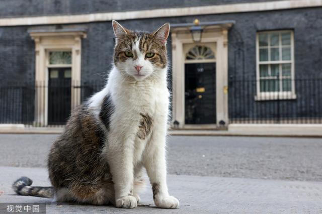 英国“捕鼠大臣”也加入首相之争，伦敦多地出现广告牌，不少网友支持