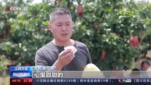 江西万安：又到蜜柚飘香时 果农丰收采摘忙