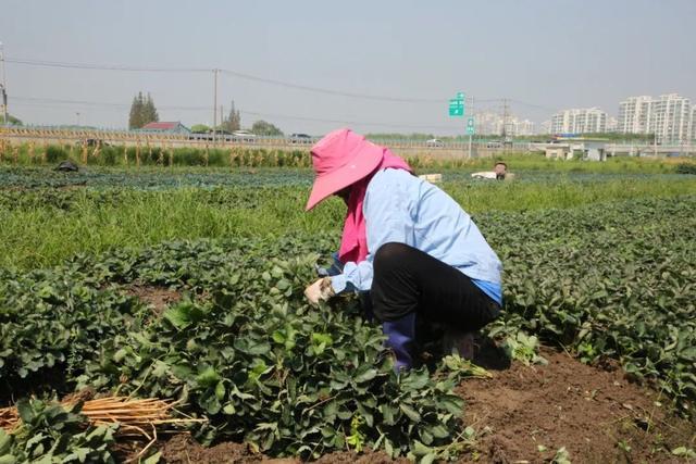 150亩草莓苗进棚，元旦前市民可尝鲜