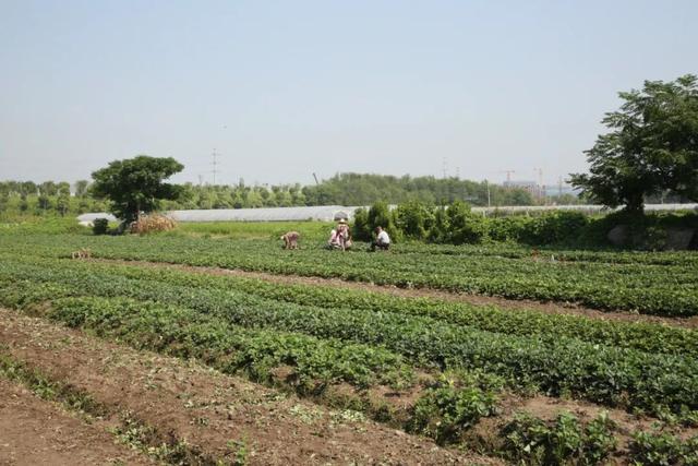 150亩草莓苗进棚，元旦前市民可尝鲜