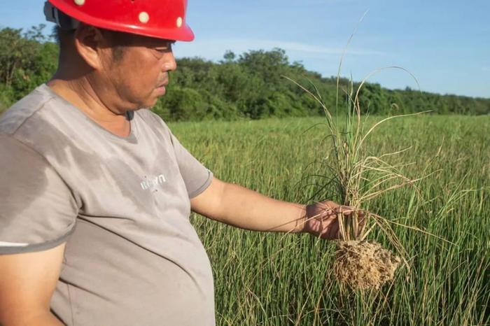 揪心！镜头记录极旱鄱阳湖：湖床干涸，草枯鱼死