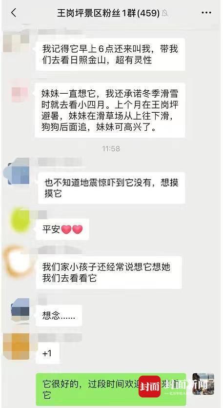 王岗坪景区那只“网红狗”怎么样了？相关负责人：能吃能睡 一切平安｜“9·5”泸定地震