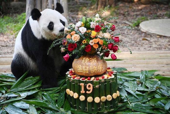 深圳野生动物园举办“海归”大熊猫“秋浜”19岁生日会