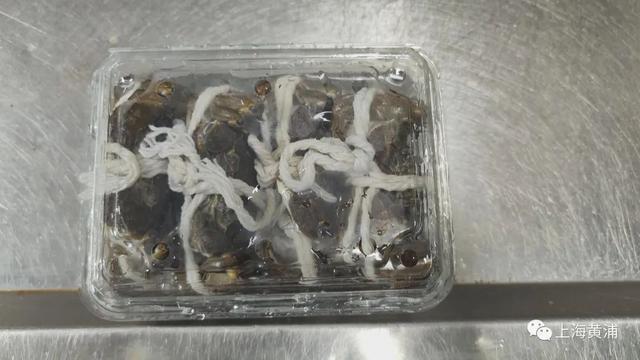 产自新疆的螃蟹你吃过吗？天山雪蟹“爬”上市民餐桌