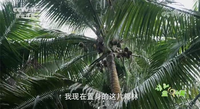 水果去皮就爱烂，椰子去皮咋能“跑”更远呢？