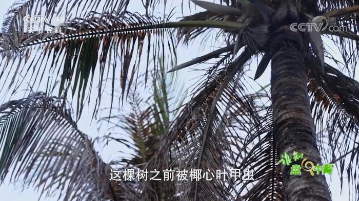 水果去皮就爱烂，椰子去皮咋能“跑”更远呢？