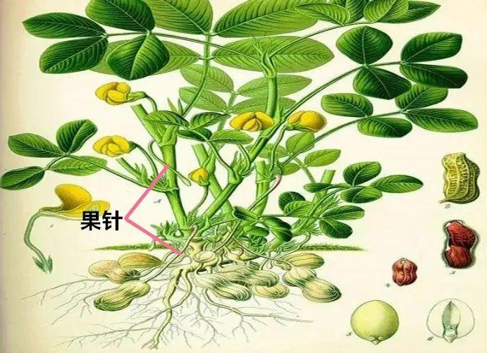 地上开花，地下结果，你猜到是什么植物了吗？丨花花万物