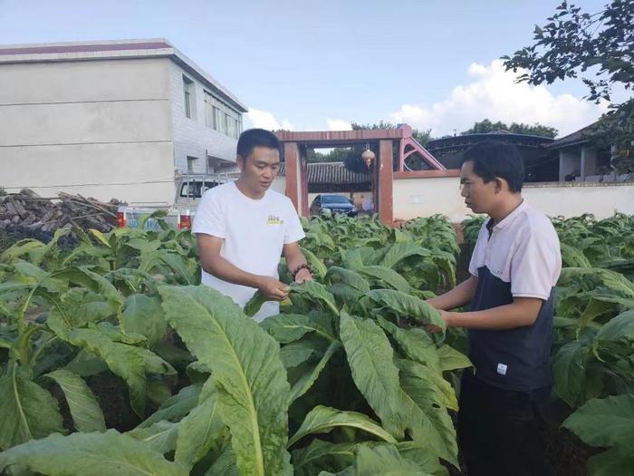 市州观察丨攀枝花：烟叶种植从“小零散”变为“大连片”