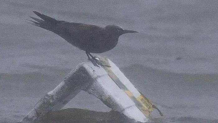 台风过境上海，“鸟友圈”沸腾！“神话之鸟”惊喜现身