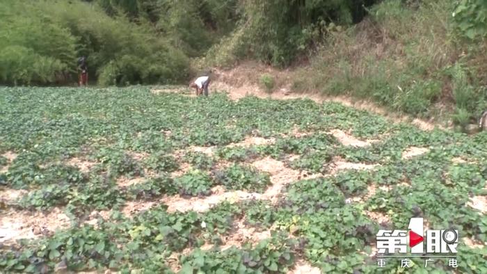 野猪频频啃食红薯 村民对此很犯愁