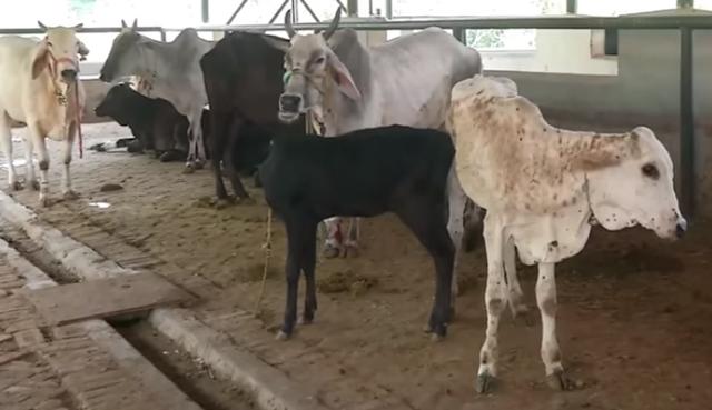 印度：牛疙瘩皮肤病已导致近十万头牛死亡，超两百万只动物感染