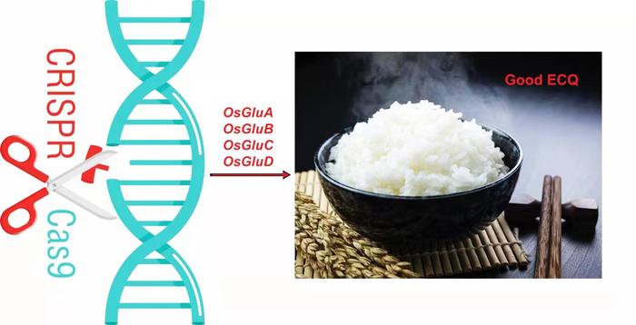 基因编辑技术！扬大科研团队另辟蹊径“做”好米