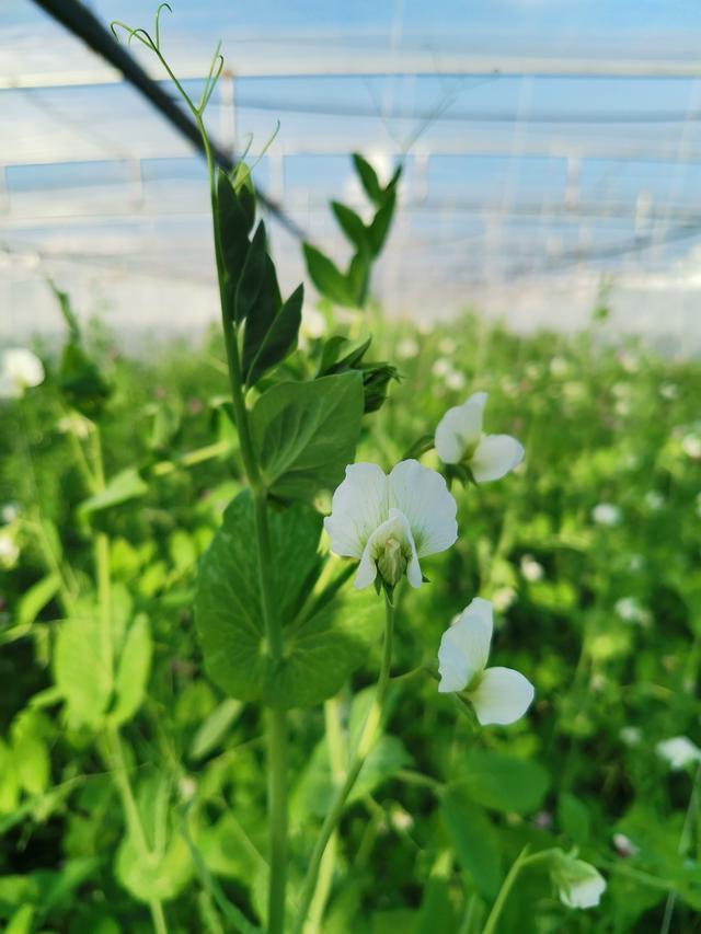 小豌豆中有大秘密 中国豌豆基因组高质量精细物理图谱绘制成功