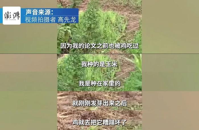 毕业论文被鸡吃了？拍摄者：视频内容虚构，如有雷同，你也学农？