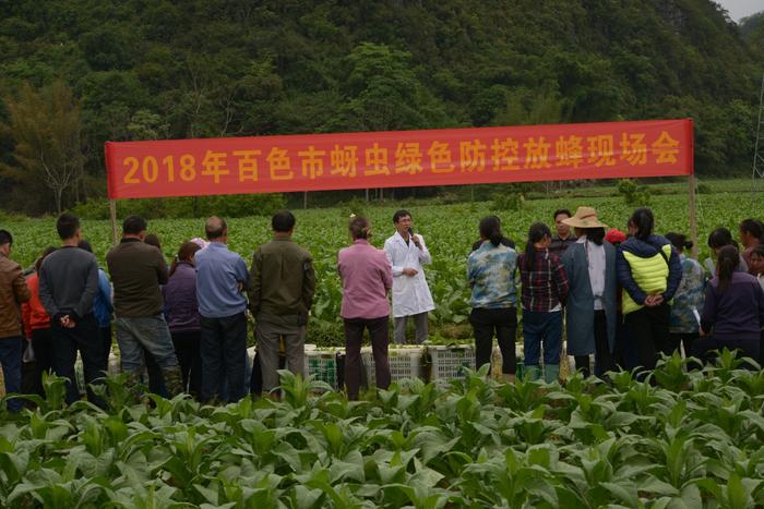 科技赋能 绿色发展——广西烟草商业“十三五”以来烟叶生产科技创新工作侧记