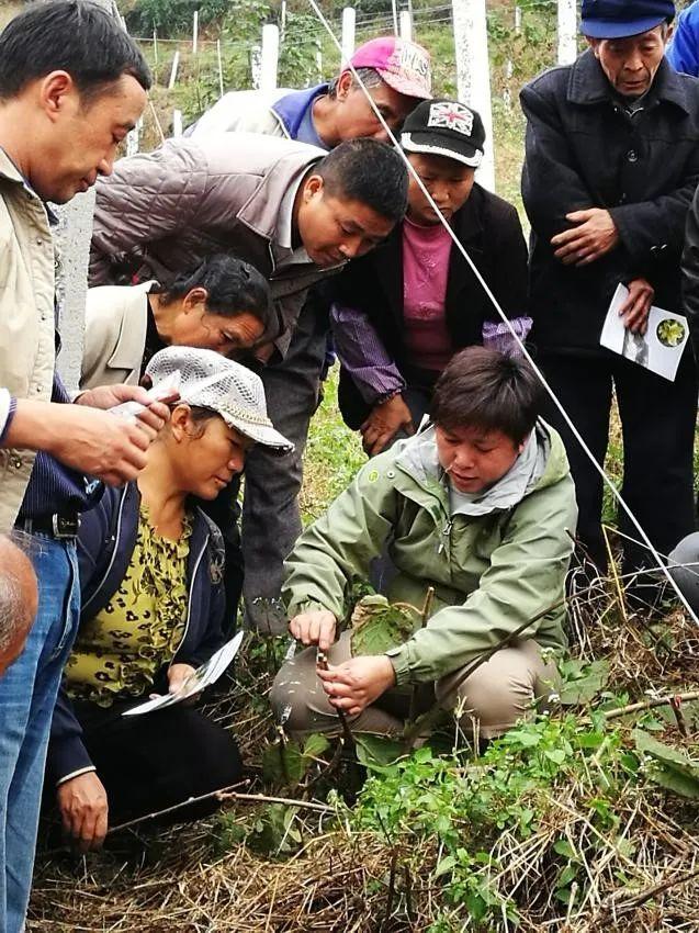 中国猕猴桃的“觉醒年代”丨花花万物