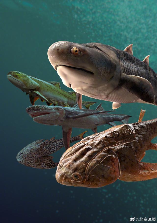 我国科学家证实人类是从鱼进化来的，“从鱼到人”演化过程需近5亿年