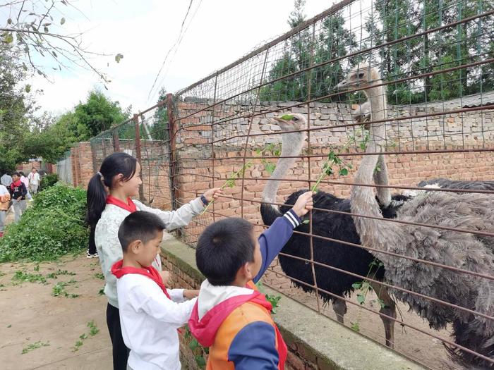 明德小学特种养殖区有很多动物,学生们在喂鸵鸟食物。受访者供图
