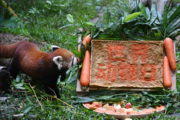 世界动物日，深圳野生动物园大小熊猫乐享节日大餐