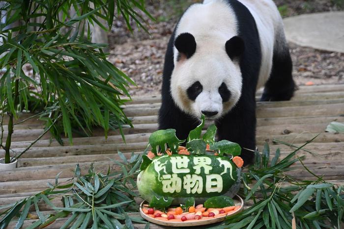 世界动物日，深圳野生动物园大小熊猫乐享节日大餐