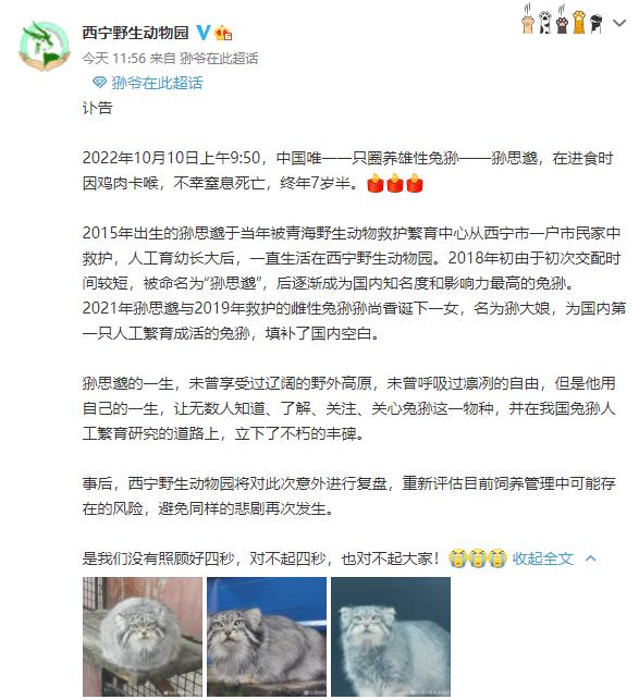 网红兔狲“狲思邈”意外死亡，西宁野生动物园回应原因！