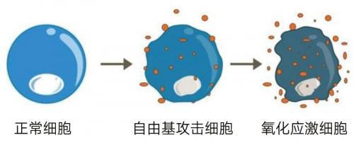 五个女博士：经常听到的“抗糖化”，到底是怎么回事？