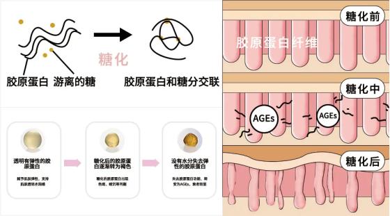 五个女博士：经常听到的“抗糖化”，到底是怎么回事？