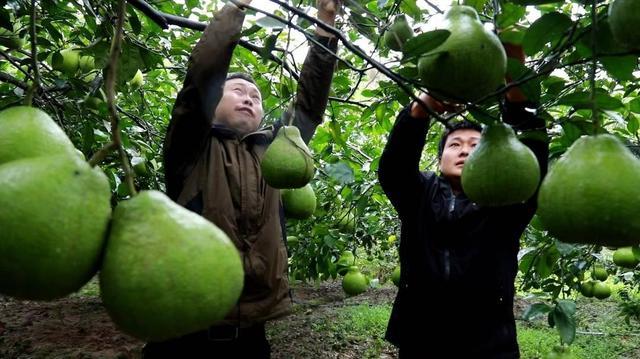 四川泸州合江县：“庭院经济”为乡村振兴添活力