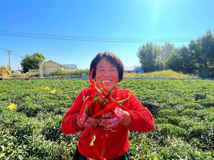 内蒙古扎赉特旗：剁椒喜丰收 农民笑开颜