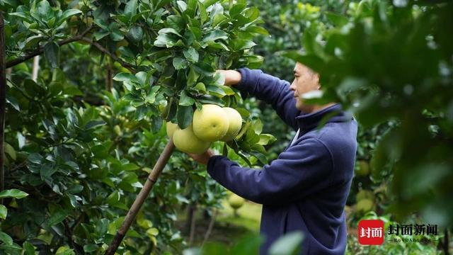 成都地区种植面积最大 百万株新都柚成熟了