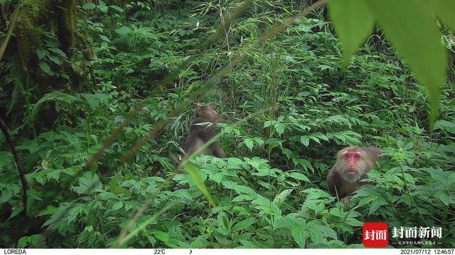 国家公园里的“熊猫捡屎官”丨大熊猫国家公园设立一周年