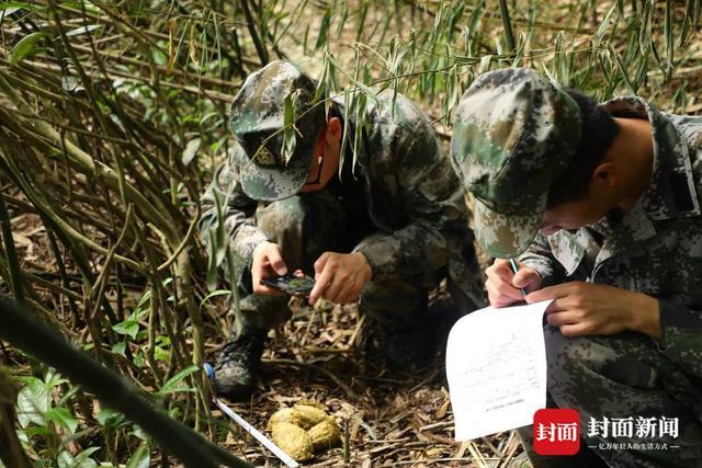 国家公园里的“熊猫捡屎官”丨大熊猫国家公园设立一周年