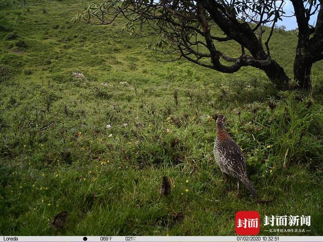 国家公园里的“熊猫捡屎官”丨大熊猫国家公园设立一周年