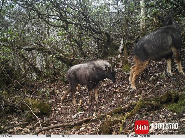 国家公园里的“熊猫捡屎官”丨大熊猫国家公园设立一周年