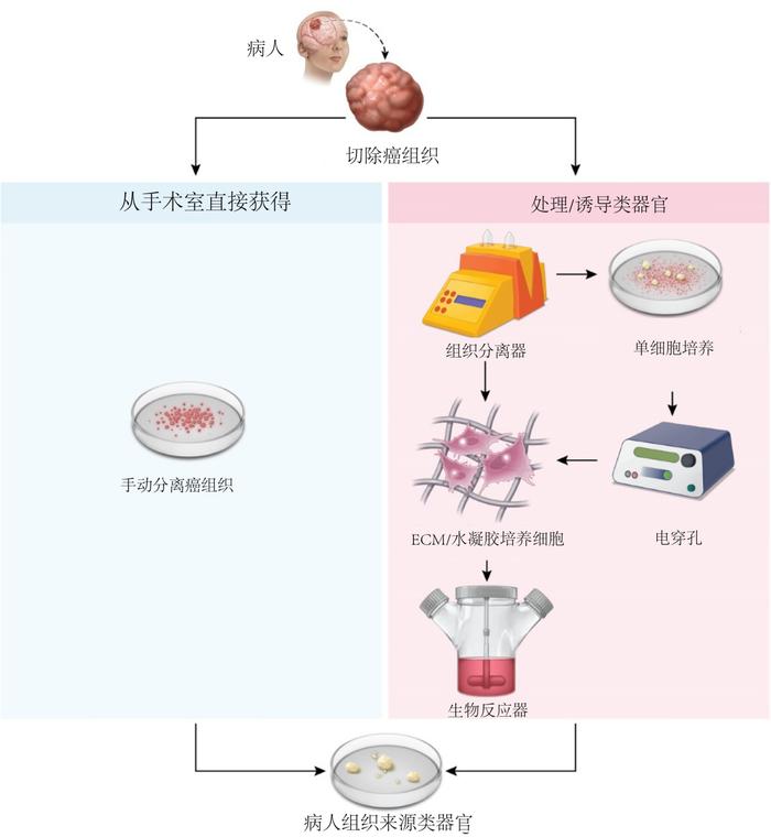 “类器官”入选国家级科研项目，这种技术会给医疗、制药带来什么变革？