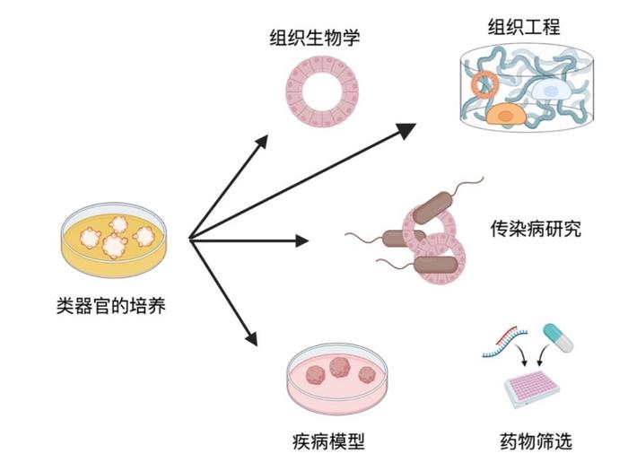 “类器官”入选国家级科研项目，这种技术会给医疗、制药带来什么变革？