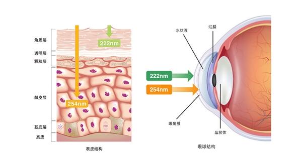 朗升光电科技携手中国科学院开展222纳米消毒器有效性及安全性检测