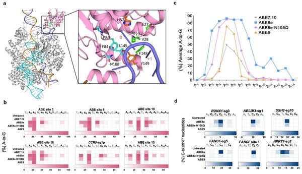 再获重要成果：邦耀生物发文，开发精准安全的新型腺嘌呤碱基编辑器 -- ＂ABE9＂