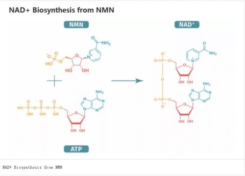 浅谈NMN纯度和含量的区别？ 佰椿塬科普小讲堂