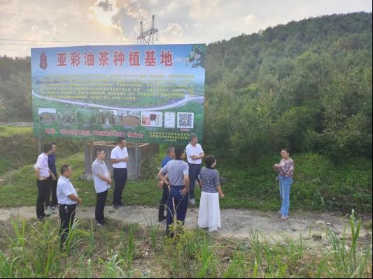 全省首单！广东平安产险“政策性油茶种植保险”落地韶关乳源县