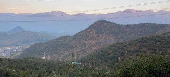 全省首单！广东平安产险“政策性油茶种植保险”落地韶关乳源县