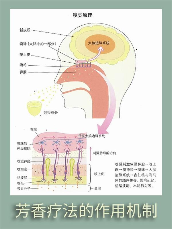 芳香的魔力-你知道芳香气味会影响人的情绪吗