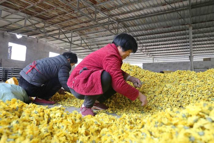 河南商丘睢阳区：万亩茶菊开出“致富花”