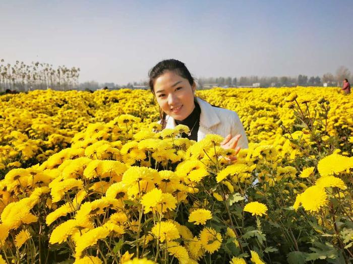 河南商丘睢阳区：万亩茶菊开出“致富花”