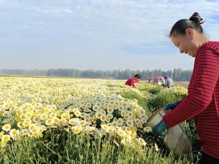 河南商丘睢阳区：万亩茶菊开出“致富花”