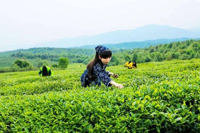 抖音电商推出抖in域见好货·福鼎白茶专项，小产地成就大生意