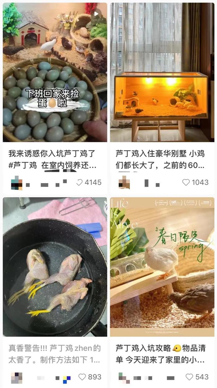 “世界上最小的鸡”走红网络，到底是什么鸡？